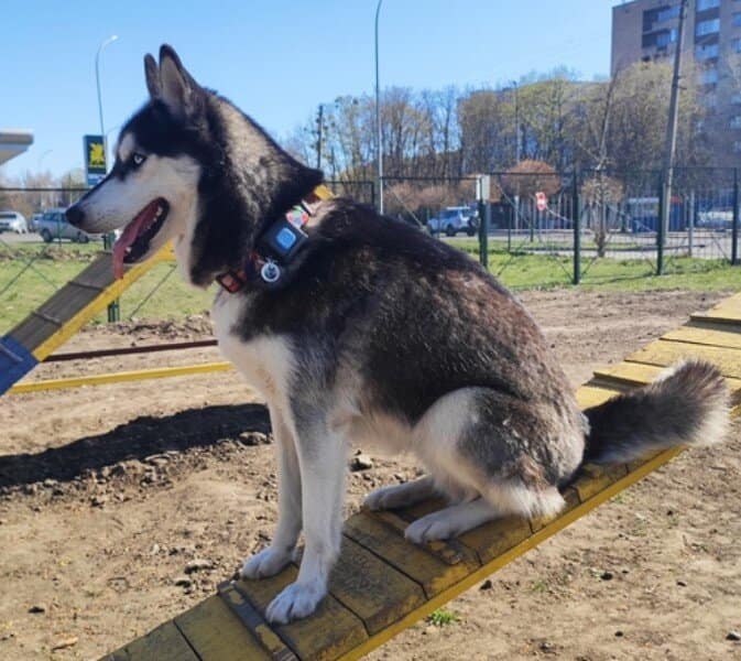 pet tracking tracciamento animali